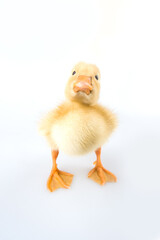 Wondering duckling wide angle