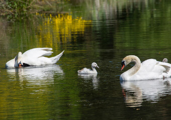 Two week old mute swan babies swimming together with their parents on a pond in the district of Buechenbach of the city of Erlangen