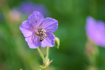 Geranium pratense with a bee