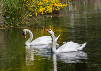 Two week old mute swan babies swimming together with their parents on a pond in the district of Buechenbach of the city of Erlangen