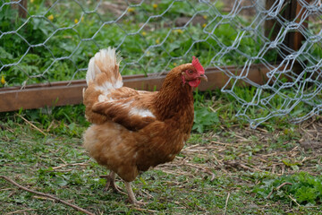 Chicken brown suit walks in the paddock