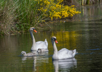 Two week old mute swan babies swimming together with their parents on a pond in the district of Buechenbach of the city of Erlangen