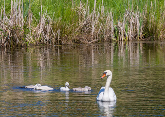 Two week old mute swan babies swimming together with their parents on a pond in the district of Buechenbach of the city of Erlangen