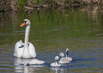 Two week old mute swan babies swimming together with their parents on a pond in the district of Buechenbach of the city of Erlangen