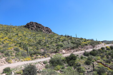 Cacti under blue sky