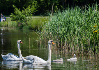 Two week old mute swan babies swimming together with their parents on a pond in the district of Buechenbach of the city of Erlangen