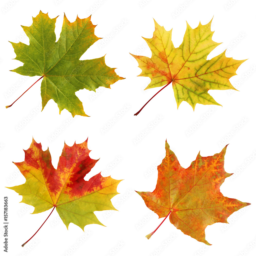 Wall mural four autumn maple leaves isolated on white background.