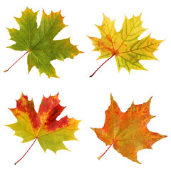 Four autumn maple leaves isolated on white background. © MaskaRad