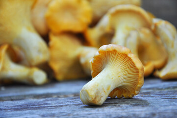 Chanterelle mushroom on rustic wooden table. Raw fresh chanterelle mushroom background. Cantharellus cibarius or girolle fungus