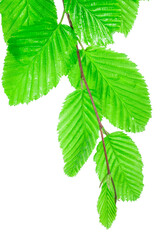 green leaves isolated on white background