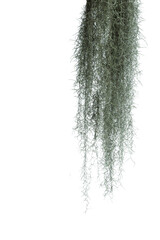 Spanish moss isolate on white background.