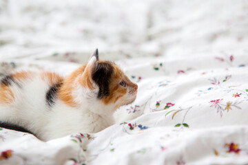 Small tricolor kitten lying and sleeping on the blanket at bedroom on the bed. Cute small cat in the morning.