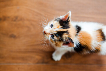 Portrait close up of cute tricolor kitten on the floor in flat. Cat with blue eyes.