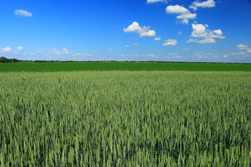 green wheat field