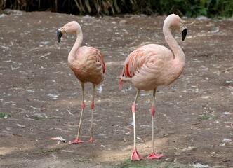 Pair of South American or Chilean Flamingos (Phoenicopterus chilensis).