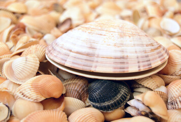 The big sea cockleshell is located against the background of small sea cockleshells.