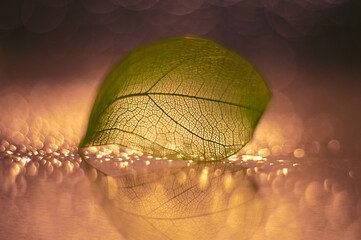 Transparent skeleton leaf with bokeh on a beautiful background. Selective focus