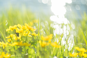 Yellow wild flowers by the river with sun rays.