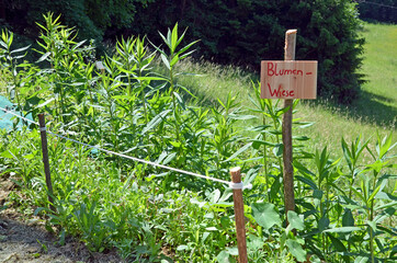 Blumenwiese