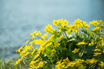 Yellow wild flowers by the river with sun rays.