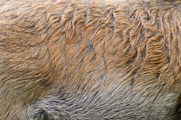 Texture of a skin of a wild boar