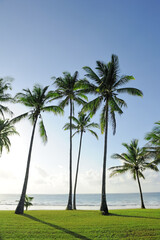 Fototapeta premium Palm trees at the beach