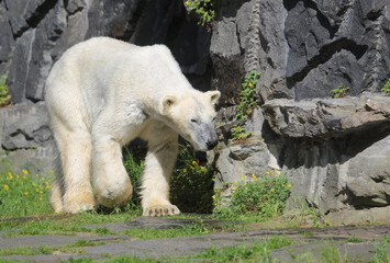 Eisb&auml;r in der Sonne