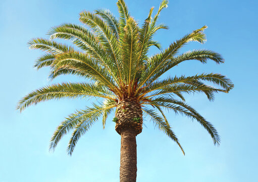Travel, tourism, vacation, nature and summer holidays concept - palm tree over a blue sky background