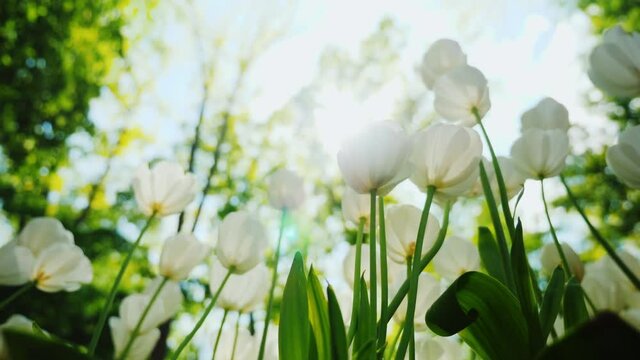 The rays of the sun with beautiful beams will shine through the white tulips. Beautiful spring flowers