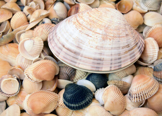 The big sea cockleshell is located against the background of small sea cockleshells.