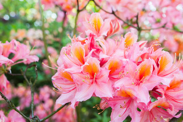 Azaleas