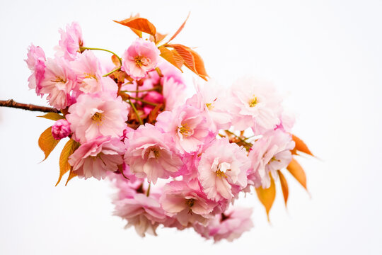 Pink sakura or Cherry blossom