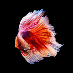 siamese fighting fish Half moon