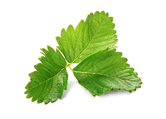 Leaves of strawberry on white background