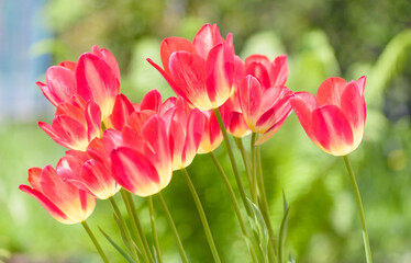 Obraz na płótnie Canvas Beautiful spring red tulips. Springtime flowers with vivid vibrant colors.