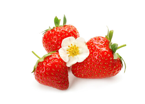 Ripe strawberries and flower on white background