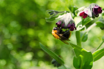 Bumblebee on a dark red flower