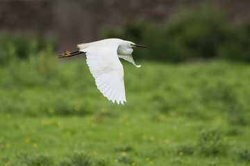 Little Egret, Heron, Egretta Garzetta