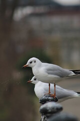 a cute photo from birds