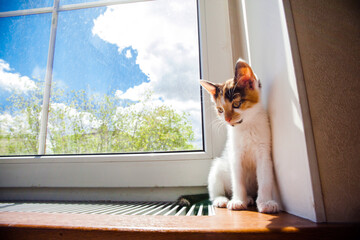 Small tricolor kitten sitting on the window-sill and looking forward.