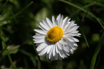 Obraz premium Flower of a daisy close-up