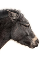 Fototapeta premium horse head, profile on white