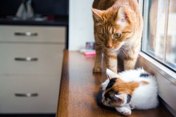 Small tricolor kitten sleeping on the window-sill and looking forward in sunny day. Two cats communicating in the room.