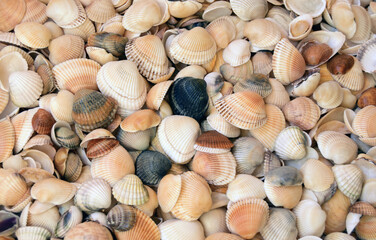 Sea cockleshells are formed of limestone. They are located on the beach..