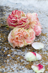 group of ancient rose pierre de ronsard wither on the ground