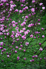 magnolia blossom with flowers on tree in spring