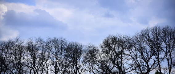 tree with bare branches in forest on blue sky