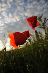 Beautiful red poppies at sunset