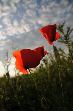 
    Beautiful red poppies at sunset 