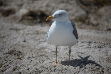 Western gull (Larus occidentalis)